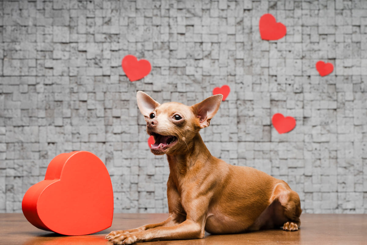 kalplerin yanında oturan kahverengi köpek
