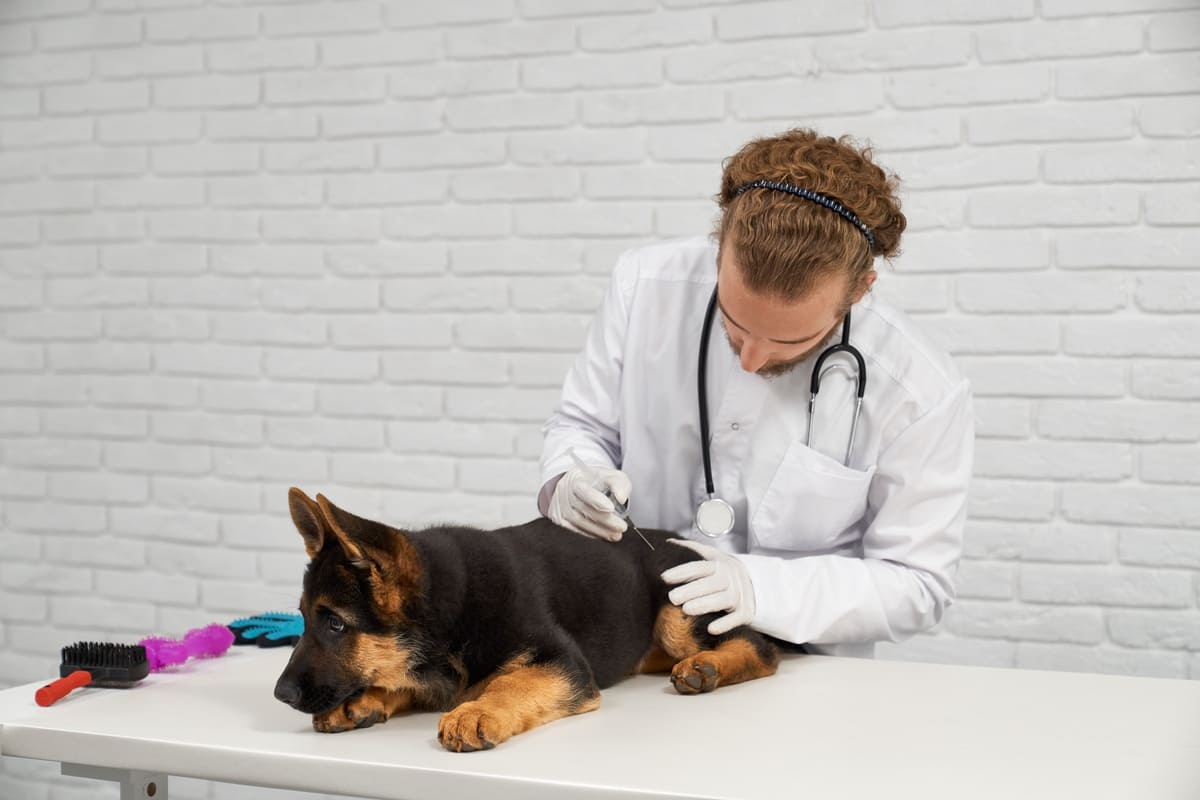 veteriner hekim tarafından iğne vurulan Alman çoban köpeği