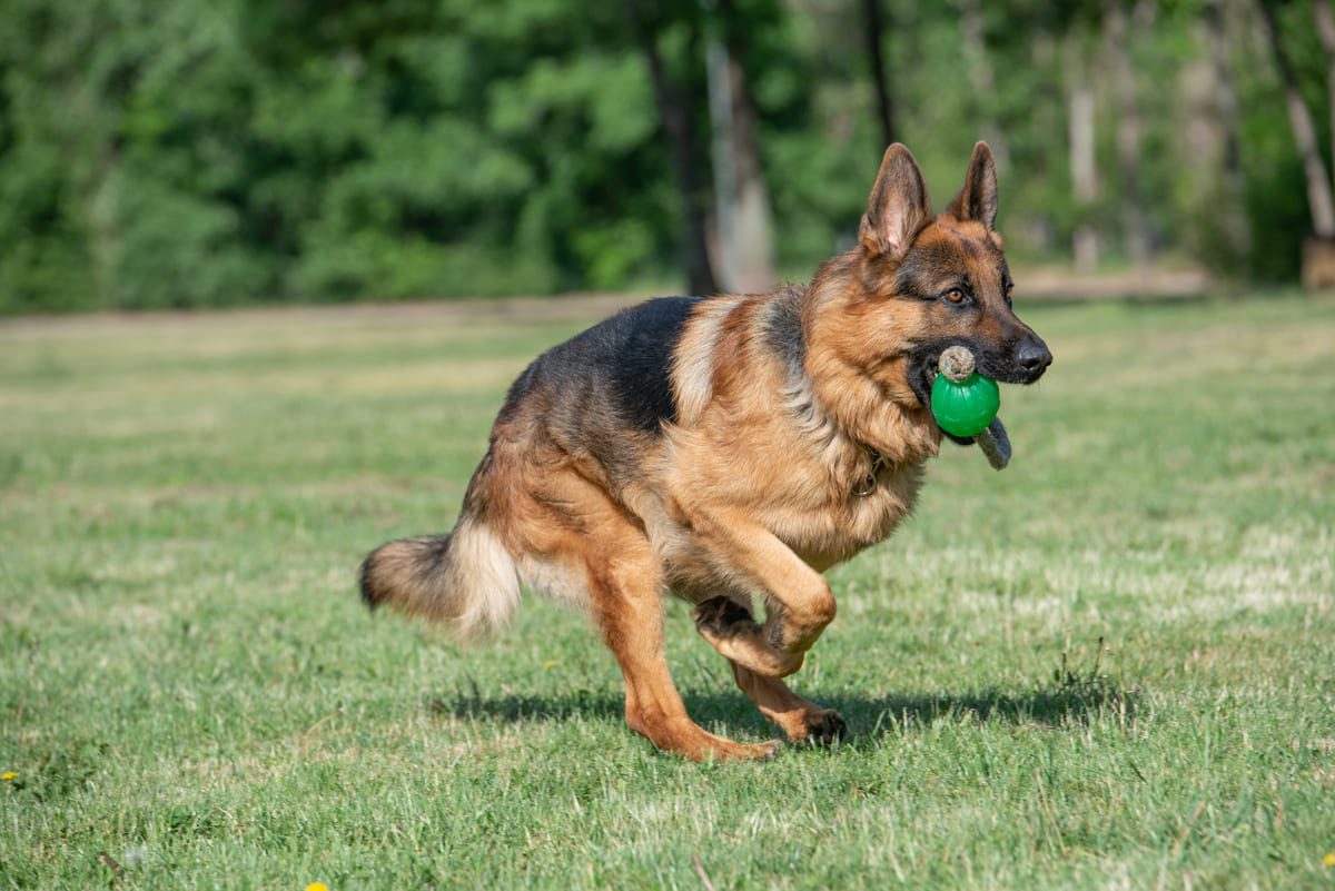 eğitim oyuncağıyla koşan Alman çoban köpeği