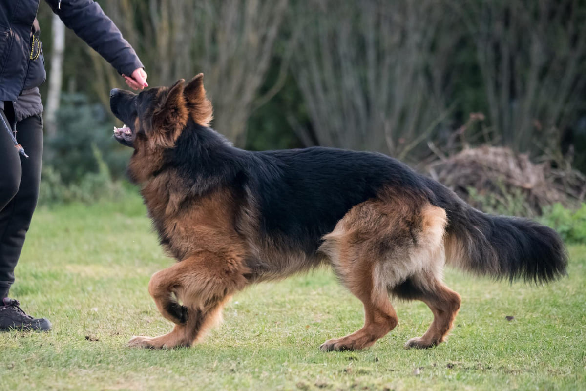 eğitimde olan Alman çoban köpeği