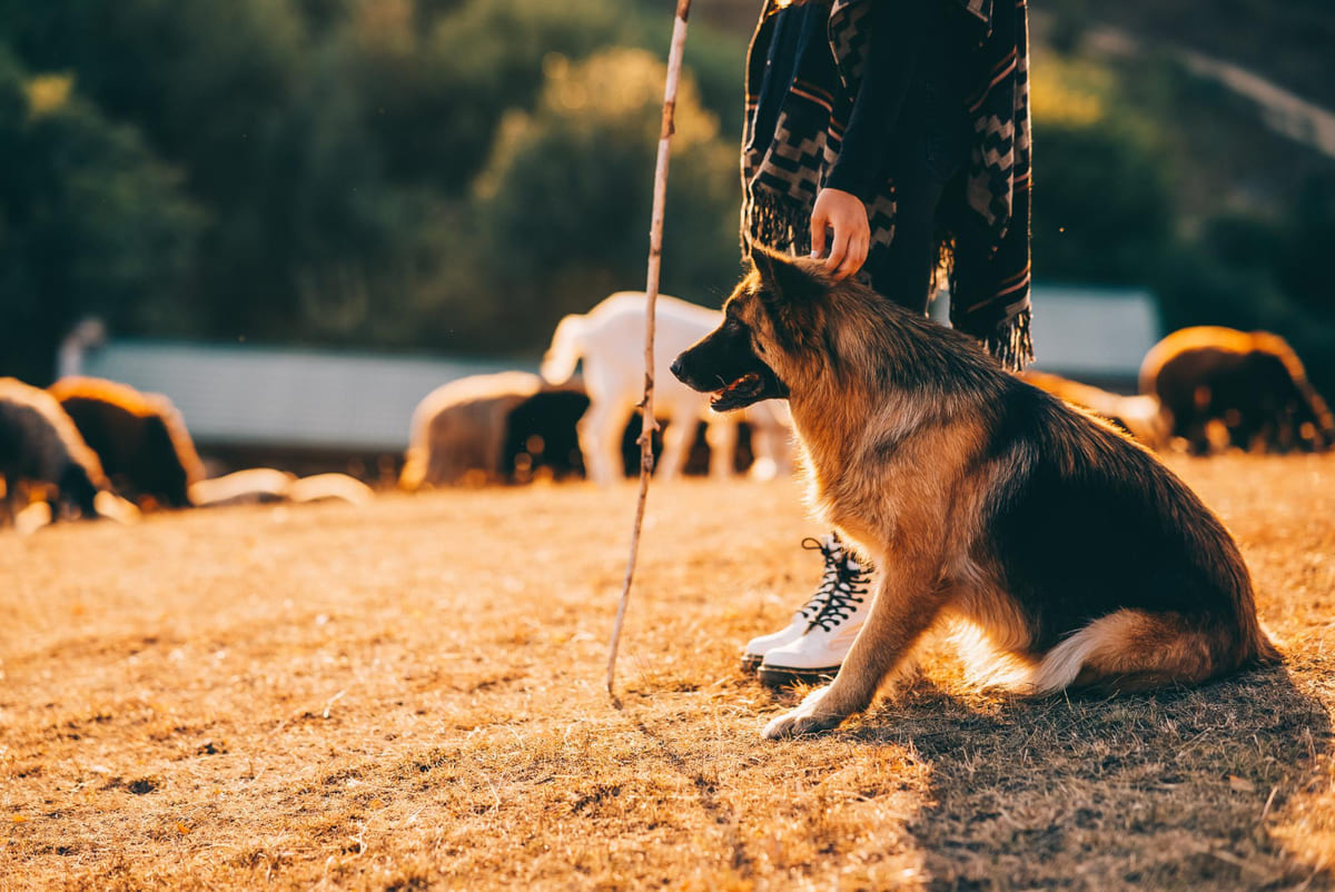 sahibinin yanında yerde oturan Alman çoban köpeği