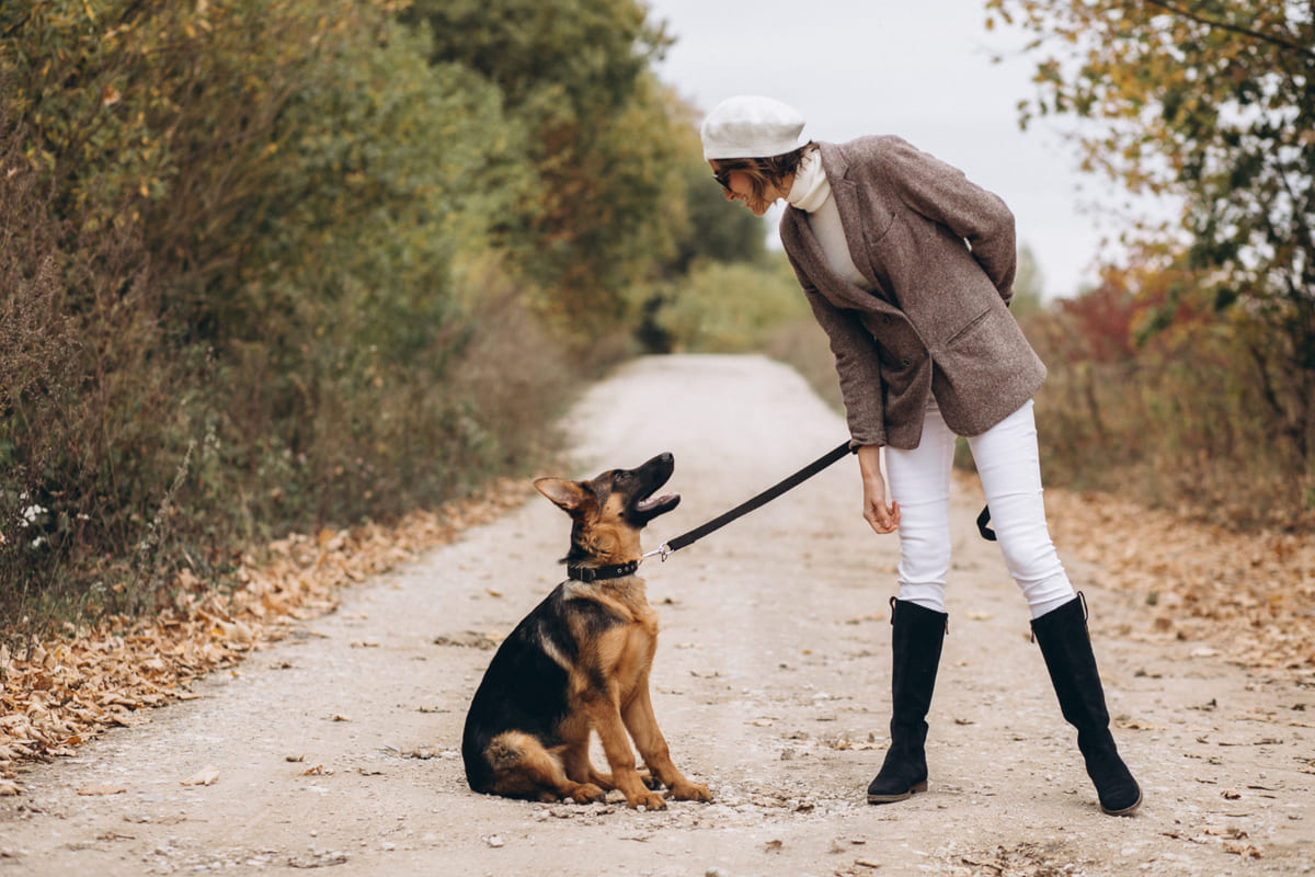 sahibiyle dışarıda gezen Alman çoban köpeği