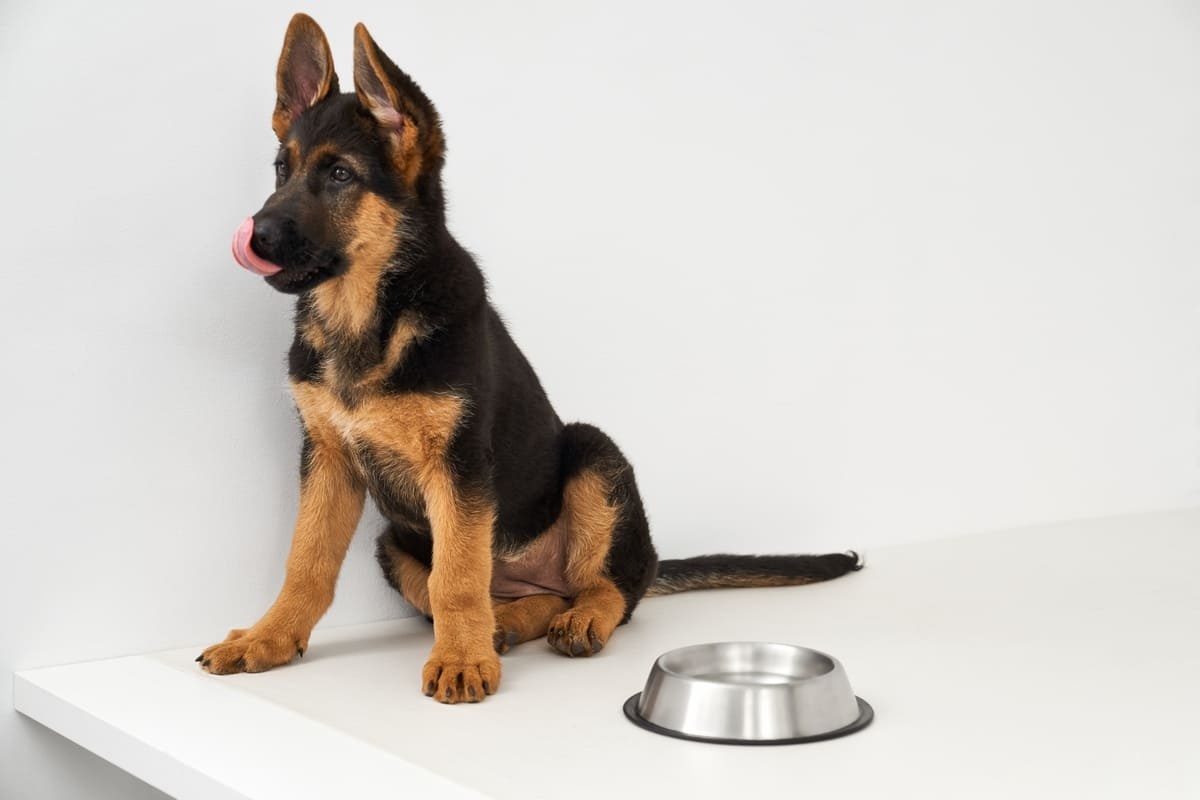 boş mama kabının yanında duran Alman çoban köpeği