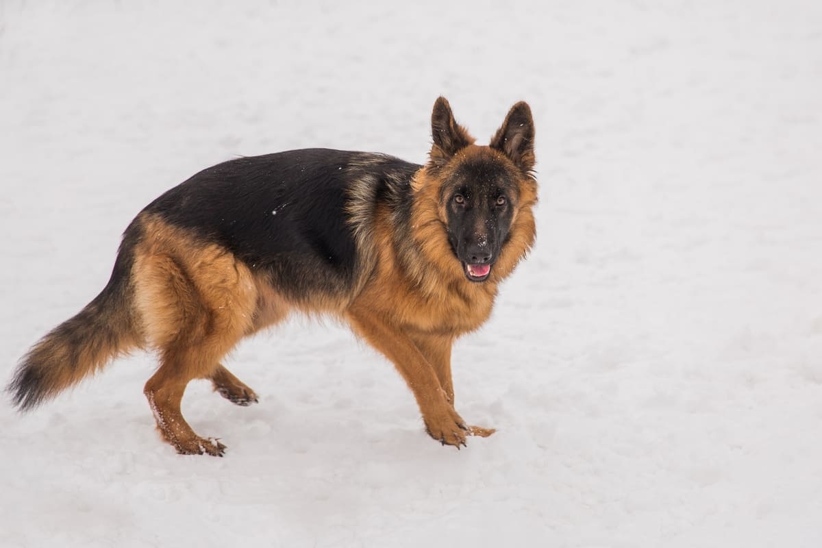 karda yürüyen Alman çoban köpeği