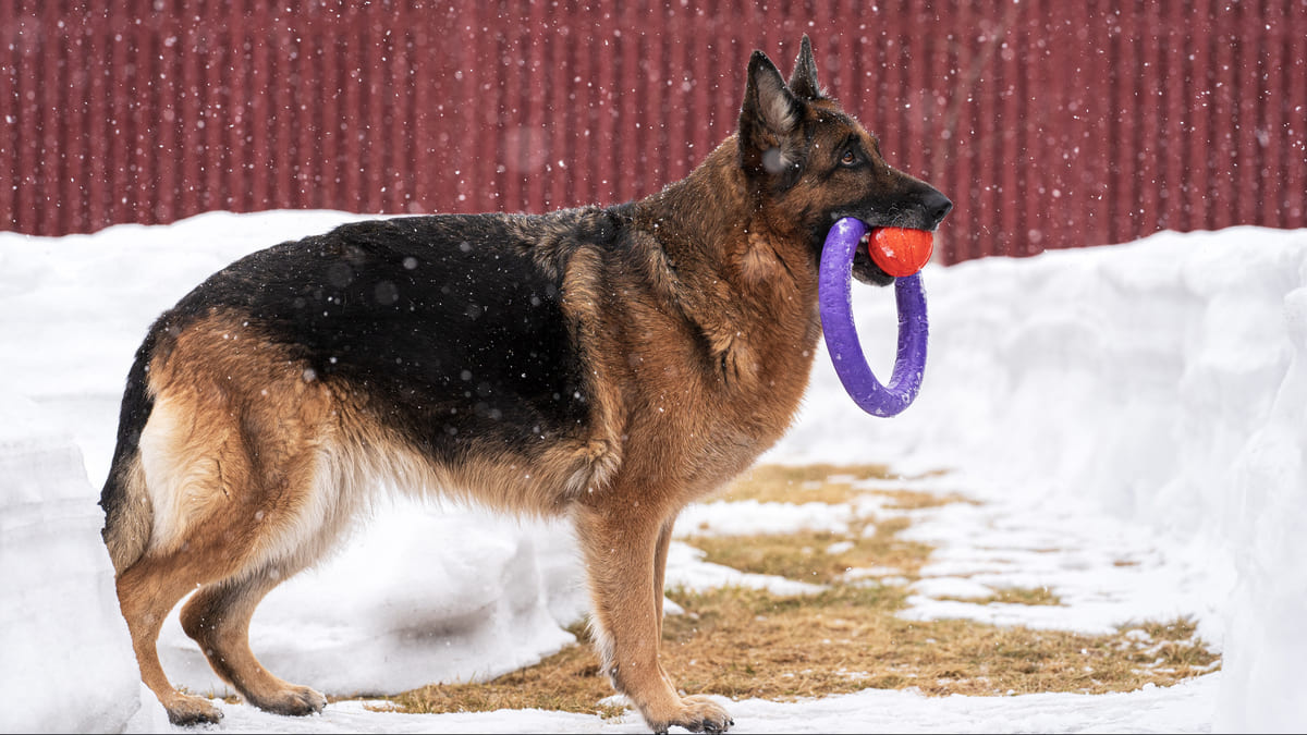 ağzında eğitim oyuncağı ile duran Alman çoban köpeği