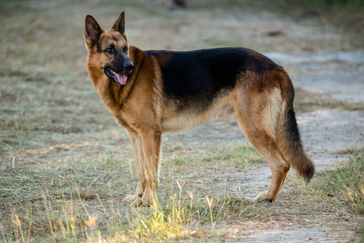 dört ayak üzerinde duran Alman çoban köpeği