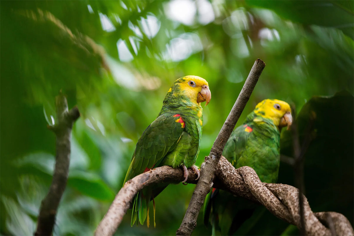 sarı kafalı amazon papağanı