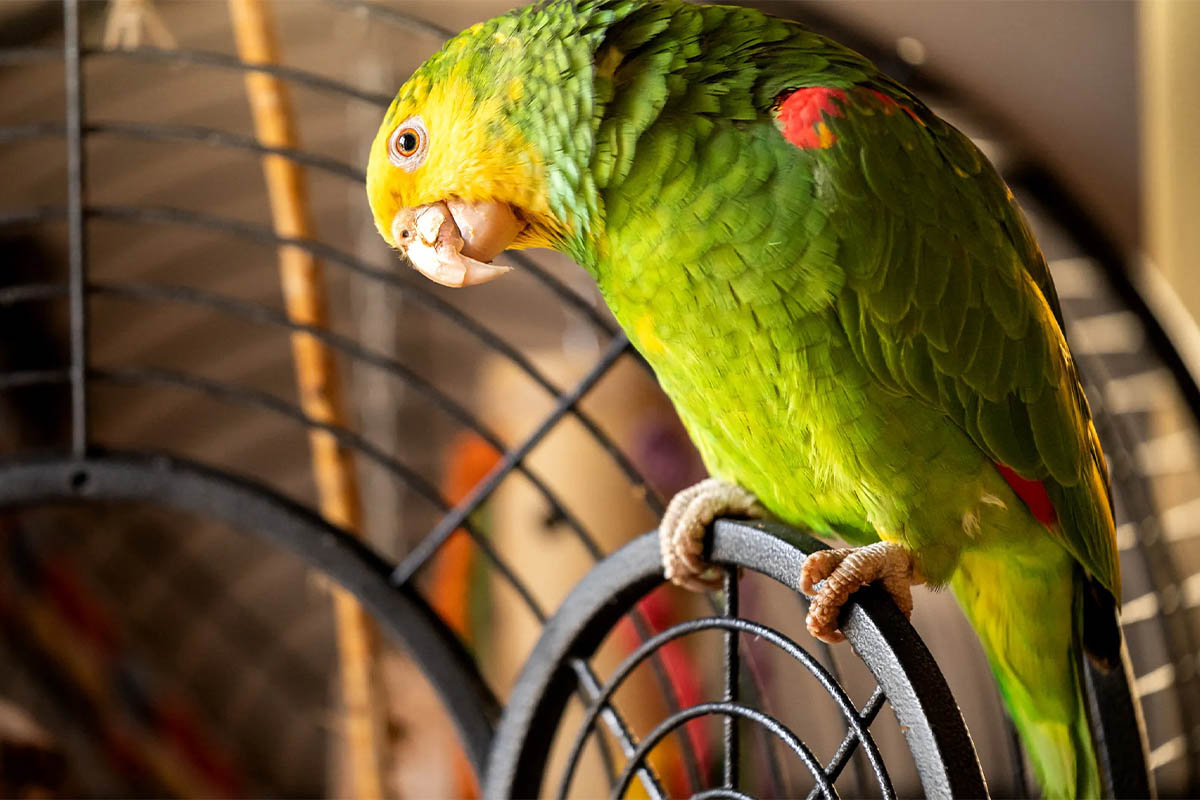 kafes dışında zaman geçiren amazon papağanı