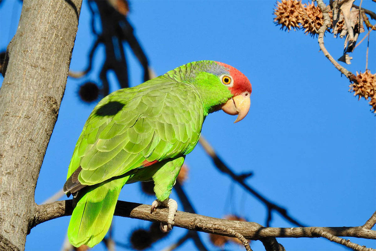 dalda duran amazon papağanı