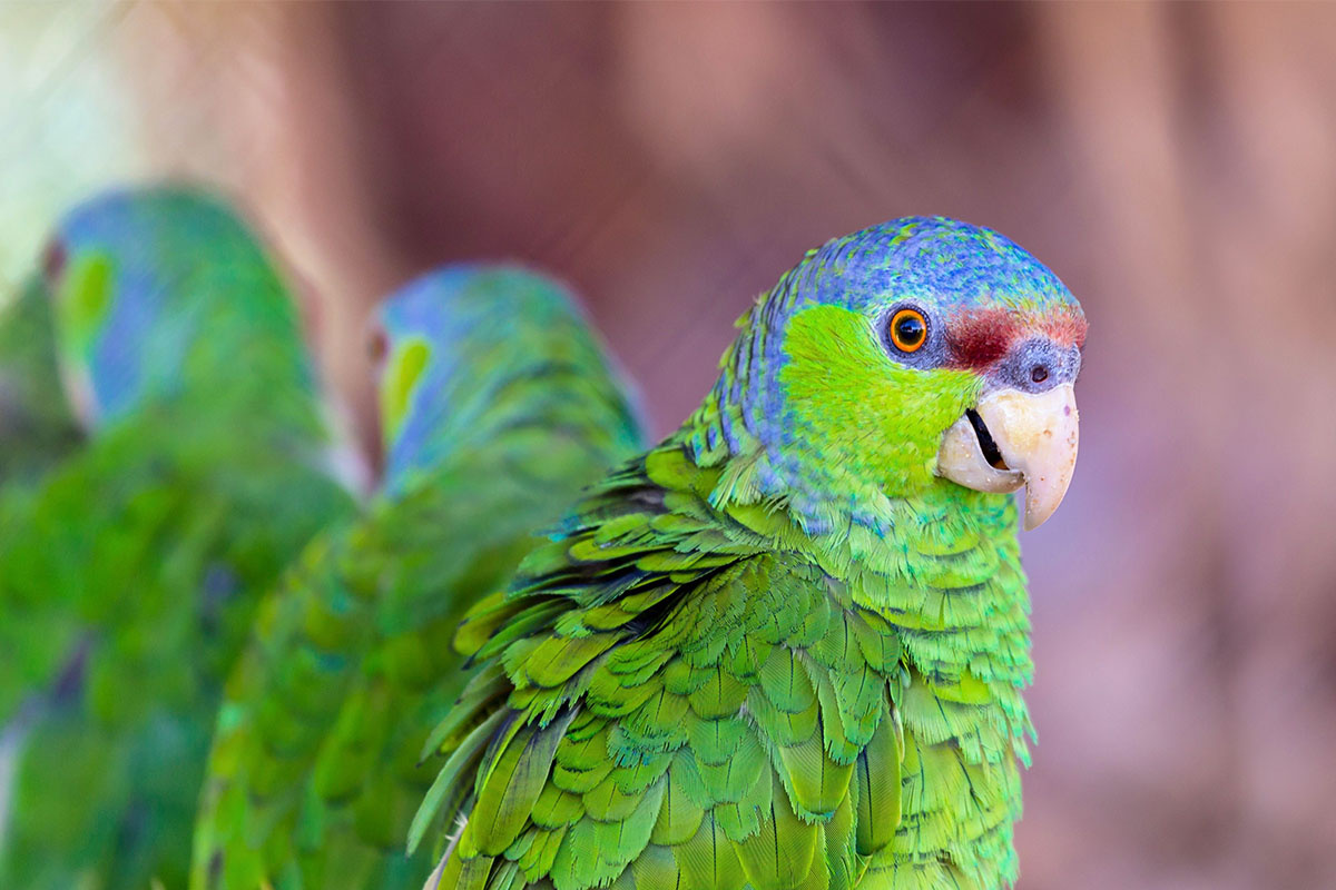 mavi alınlı amazon papağanı kadraja bakıyor