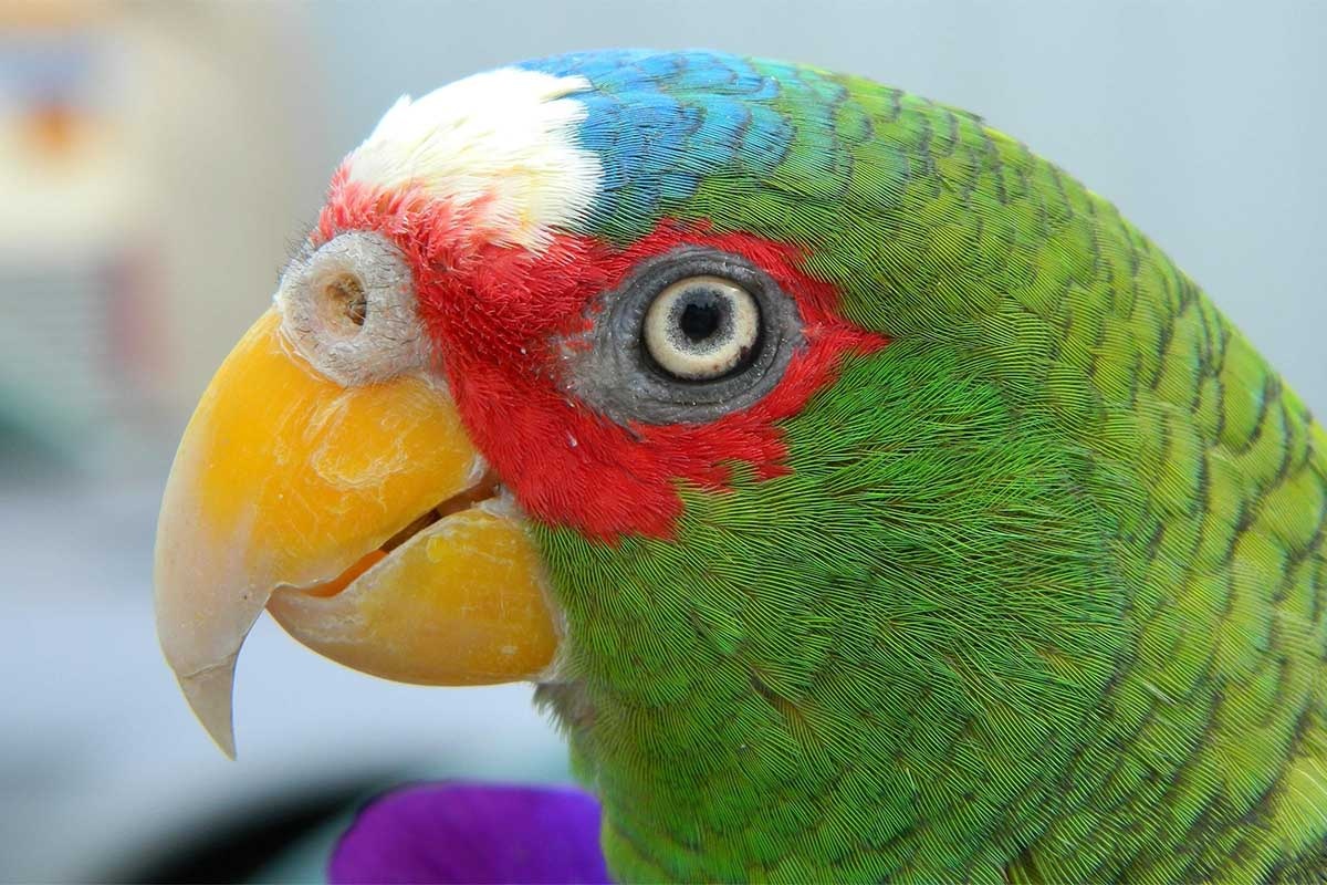 amazon papağanı profilden görünümü