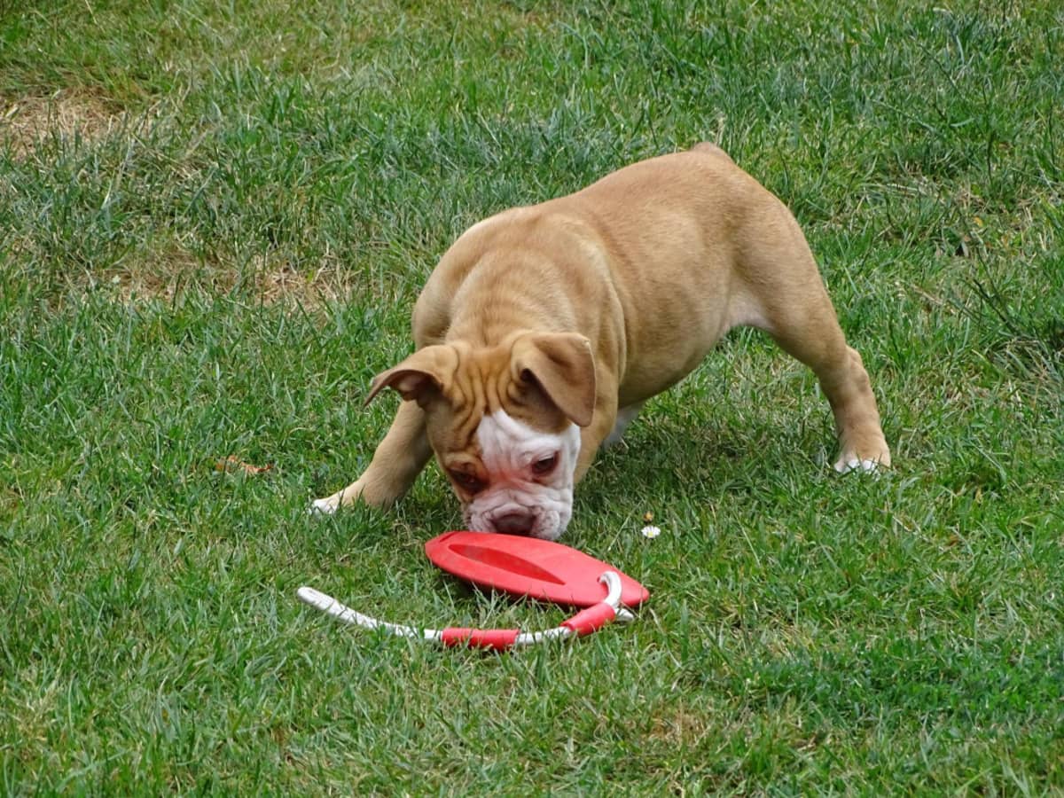 oyun oynayan American Bully köpek