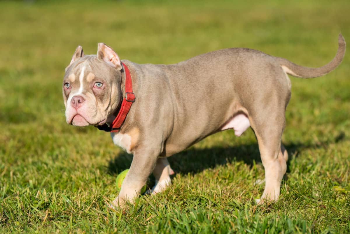 çimlerde duran kırmızı tasmalı American Bully