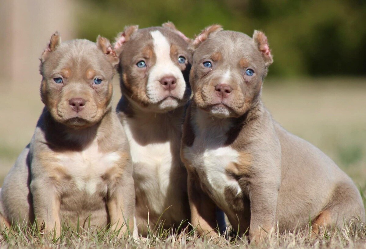 American bully yavruları