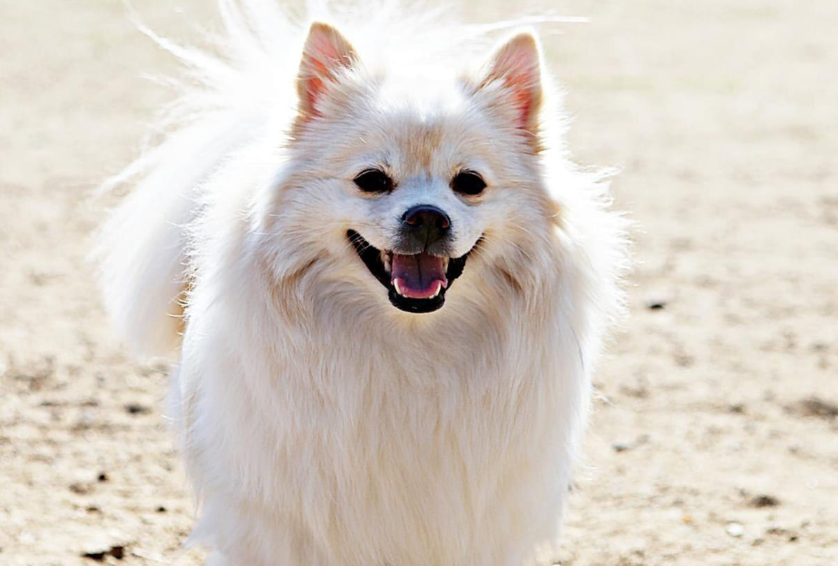 gülümseyen gibi yüz ifadesine sahip beyaz köpek