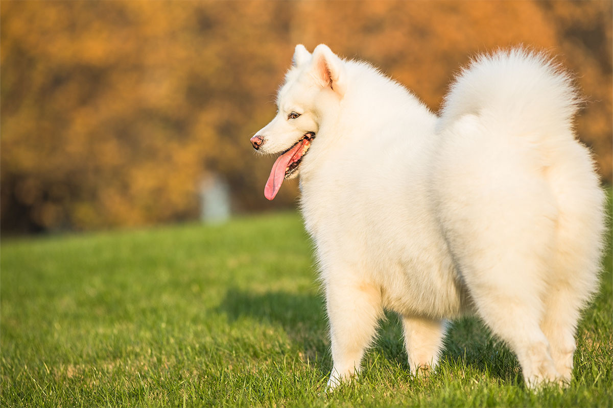 beyaz kabarık tüylü köpek