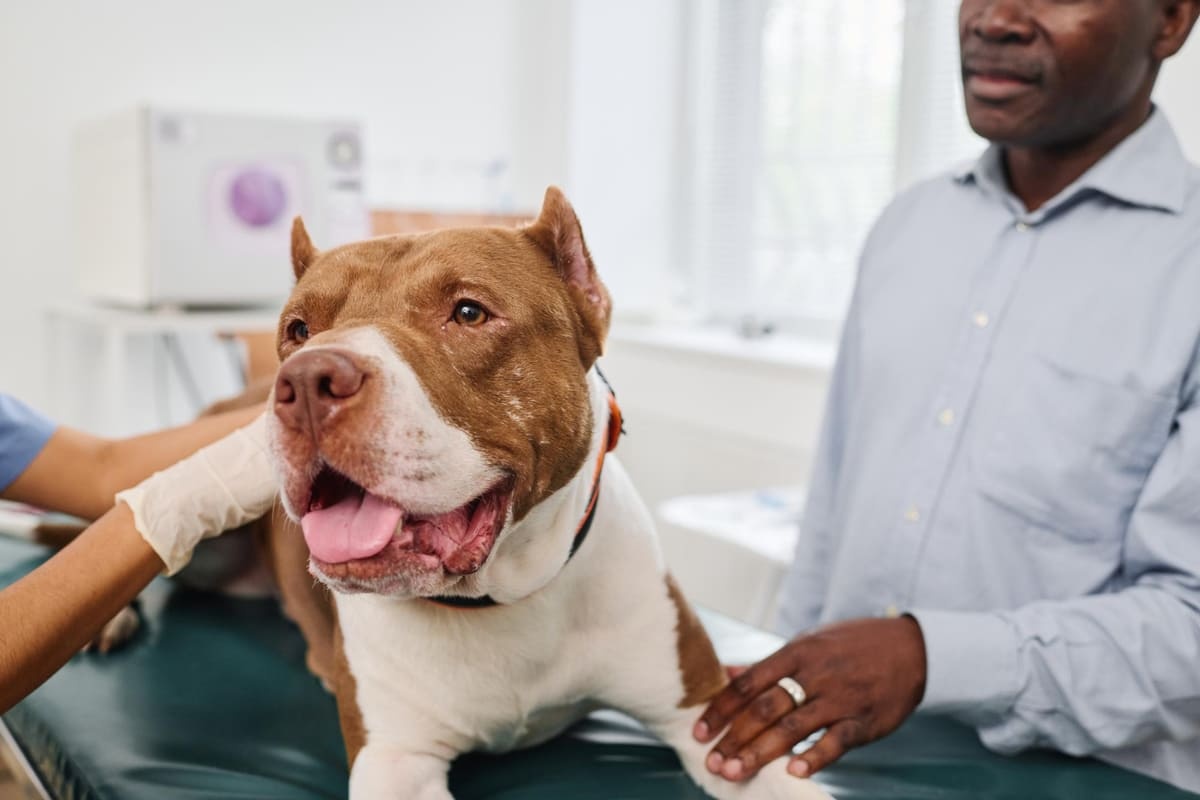 muayene edilen American Pitbull Terrier