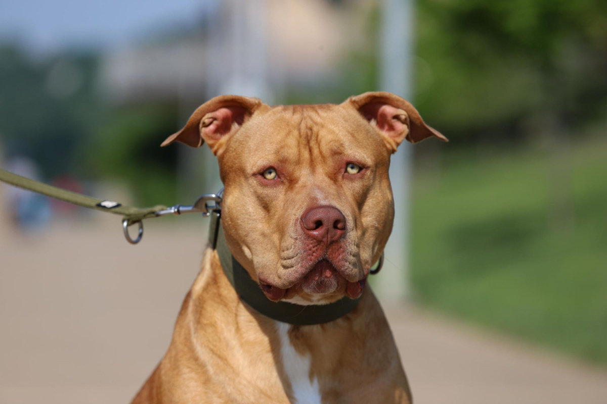 kahverengi tüylü ve yeşil gözlü American pitbull terrier