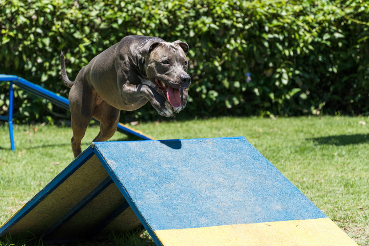 eğitim rampasında atlayan American pitbull terrier