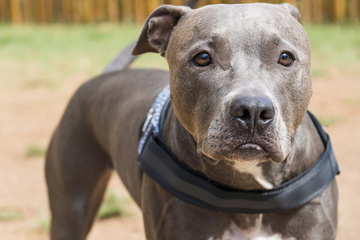 gri mavi tüylere sahip American Pitbull Terrier