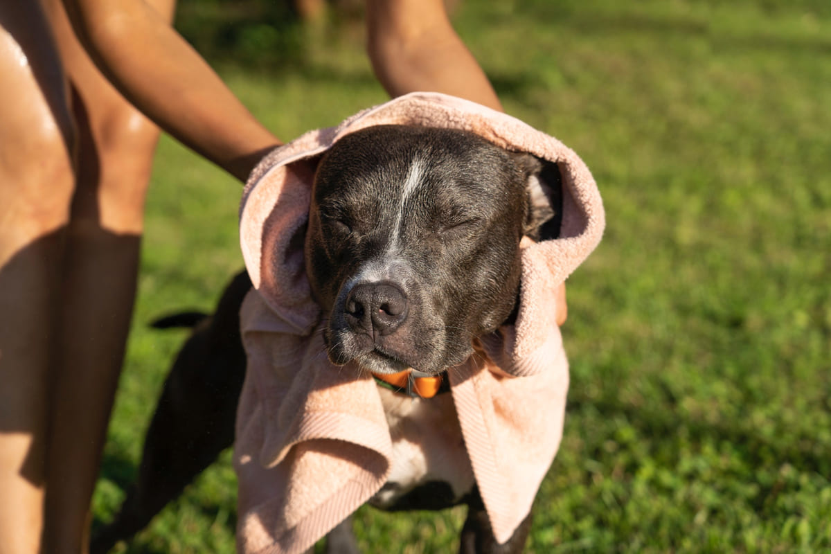 sahibi tarafından havluyla kurulanan American pitbull terrier