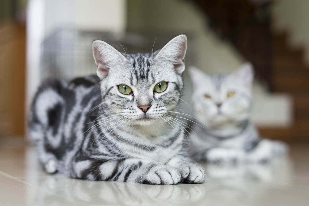 American shorthair kediler oturuyor