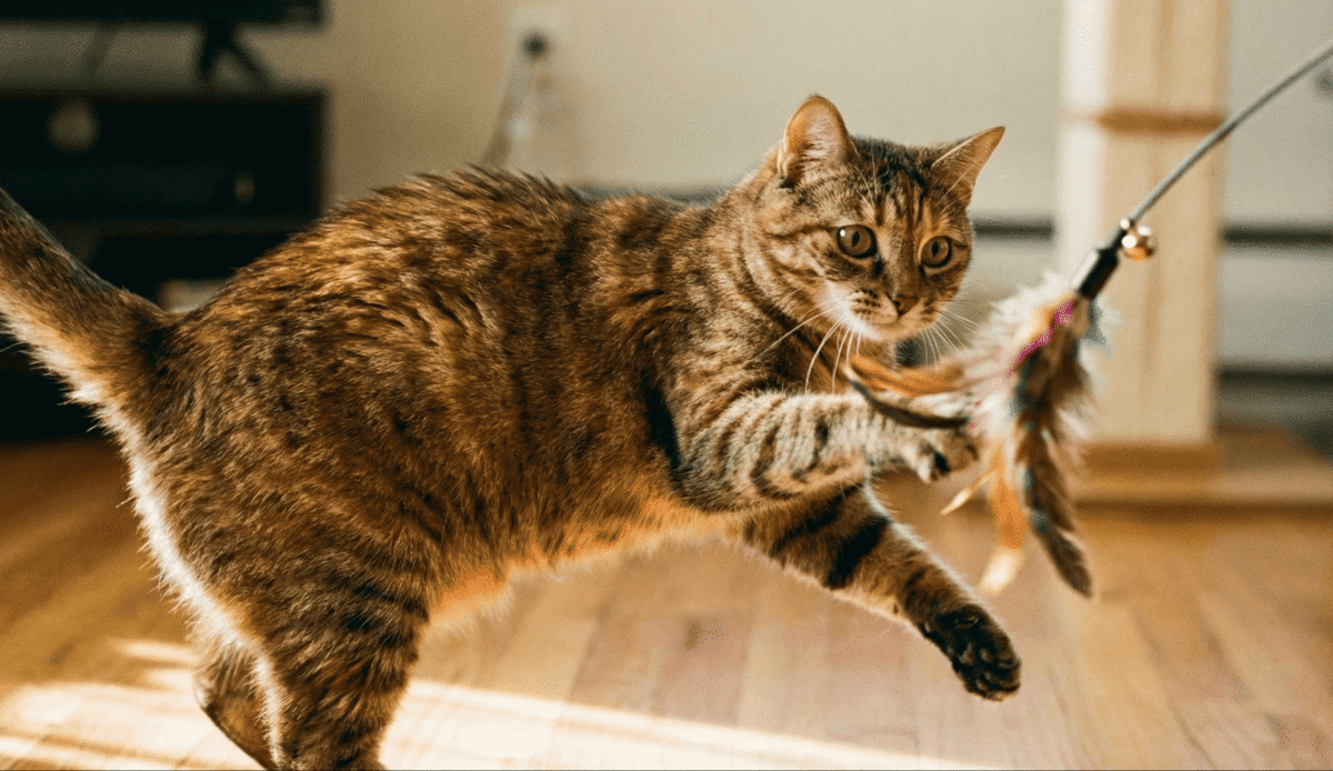 tüylü olta oyuncağı ile oynayan tekir desenli kedi