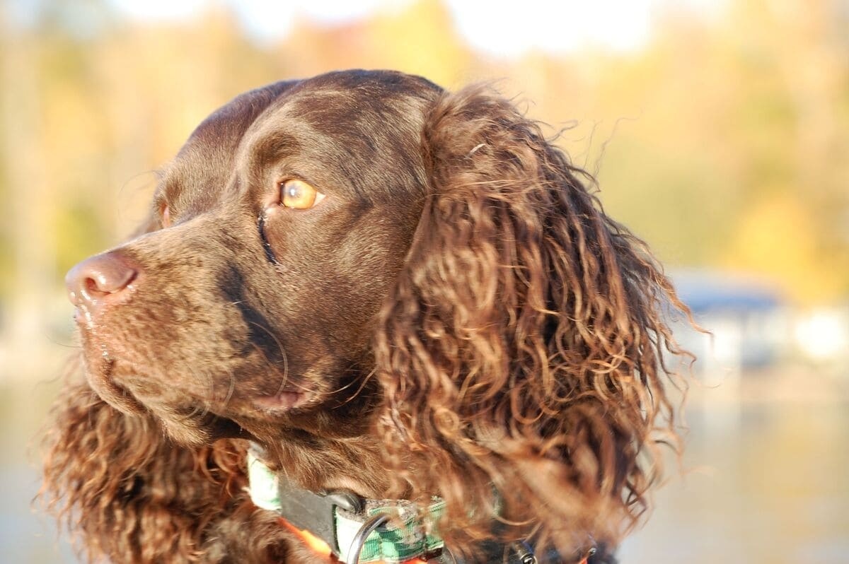 American Water Spaniel