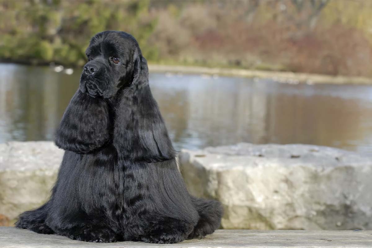 siyah uzun tüylü köpek açık alanda