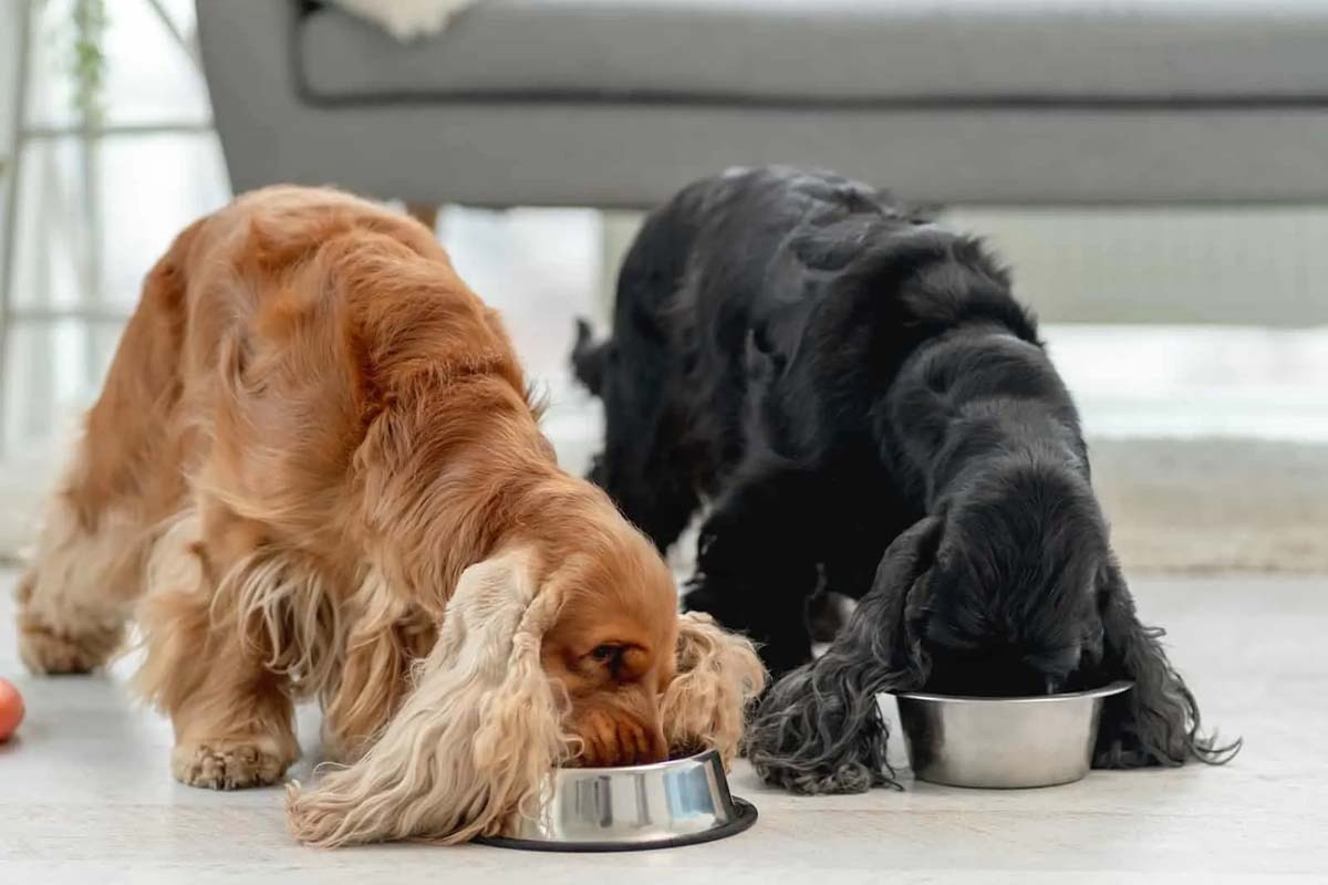 yan yana mama yiyen kahve ve siyah tüylü köpekler
