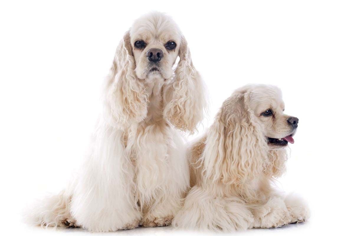uzun kulaklı krem renkli iki köpek yan yana