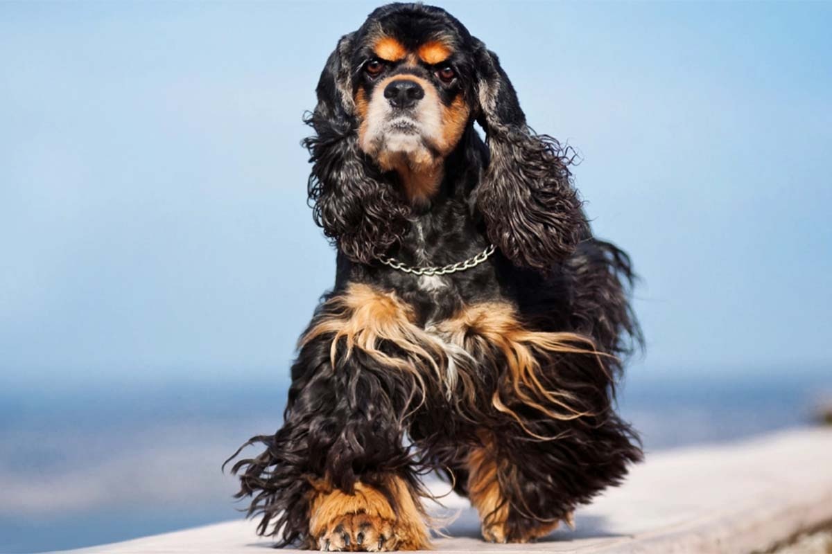 siyah kahverengi tüylü köpek