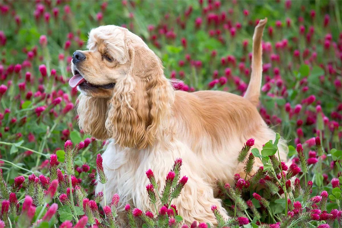 çiçekli çimli ortamda dili dışarıda duran köpek