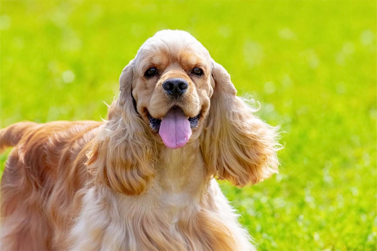açık alanda uzun tüylü köpek