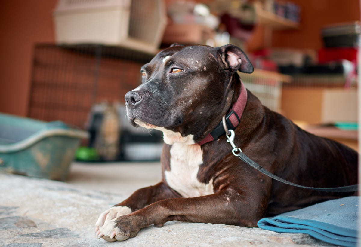 yerde oturan American pitbull terrier