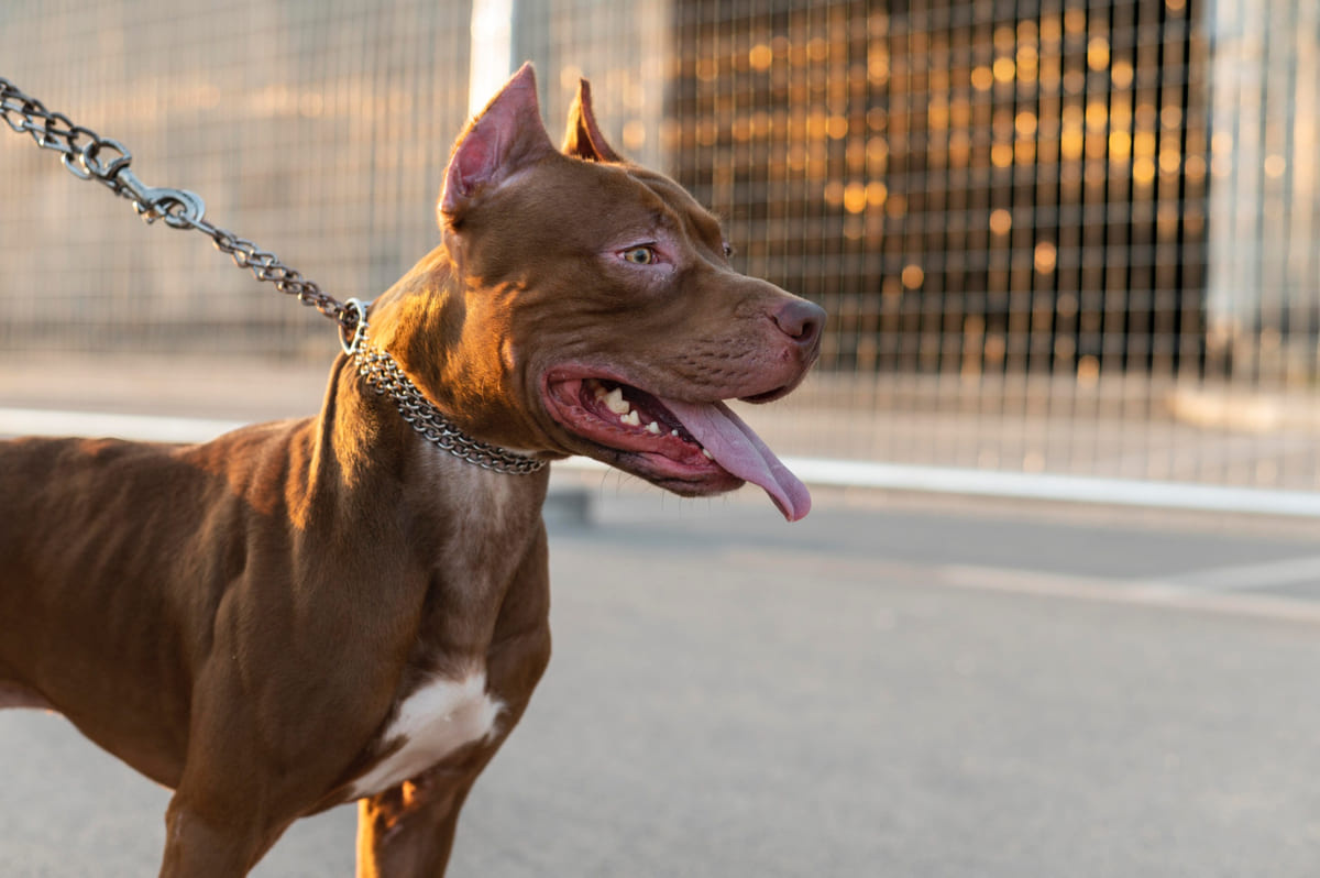 zincir tasma ile yürüyüşe çıkarılmış American pitbull terrier