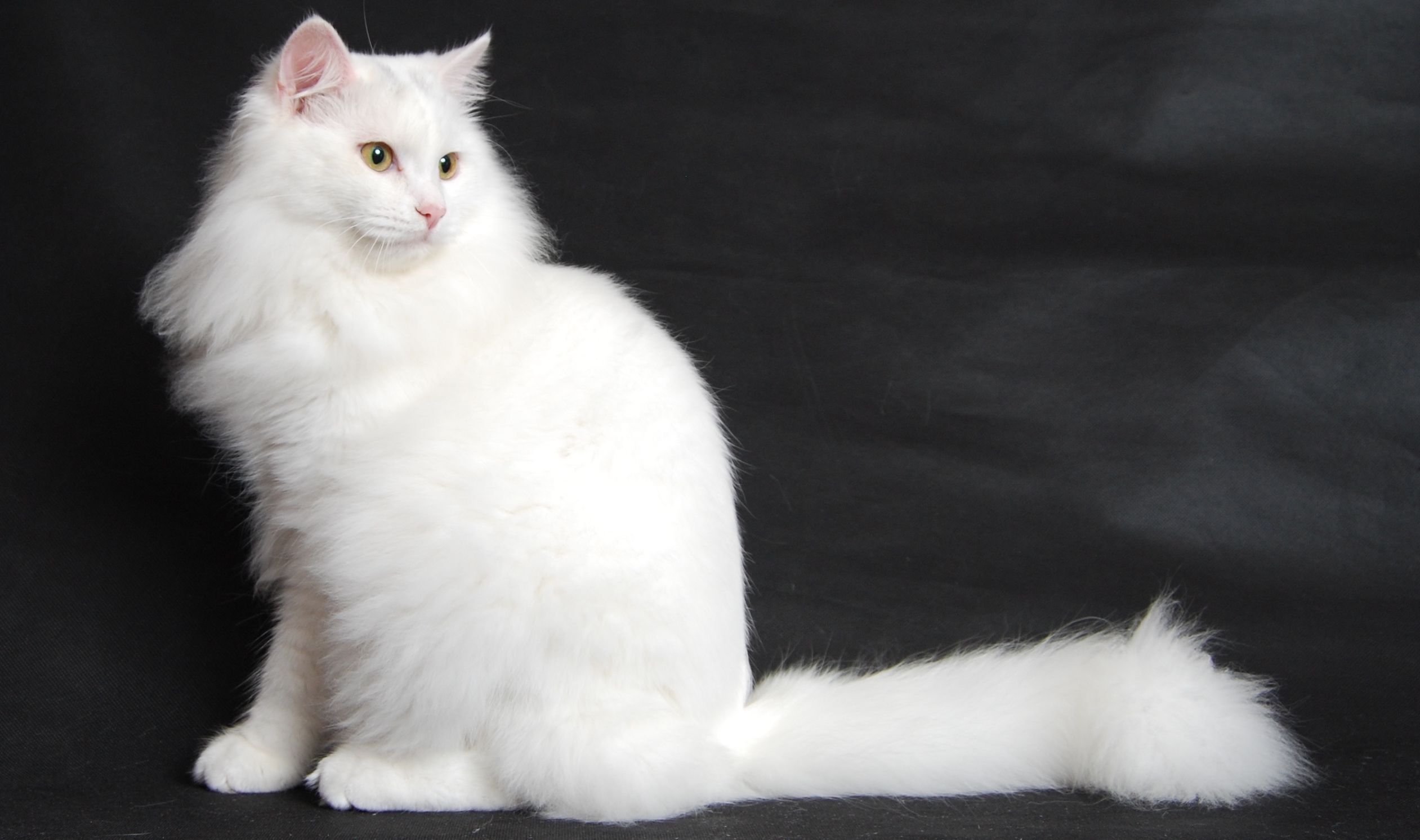 oturan ve arkasına bakan Ankara kedisi