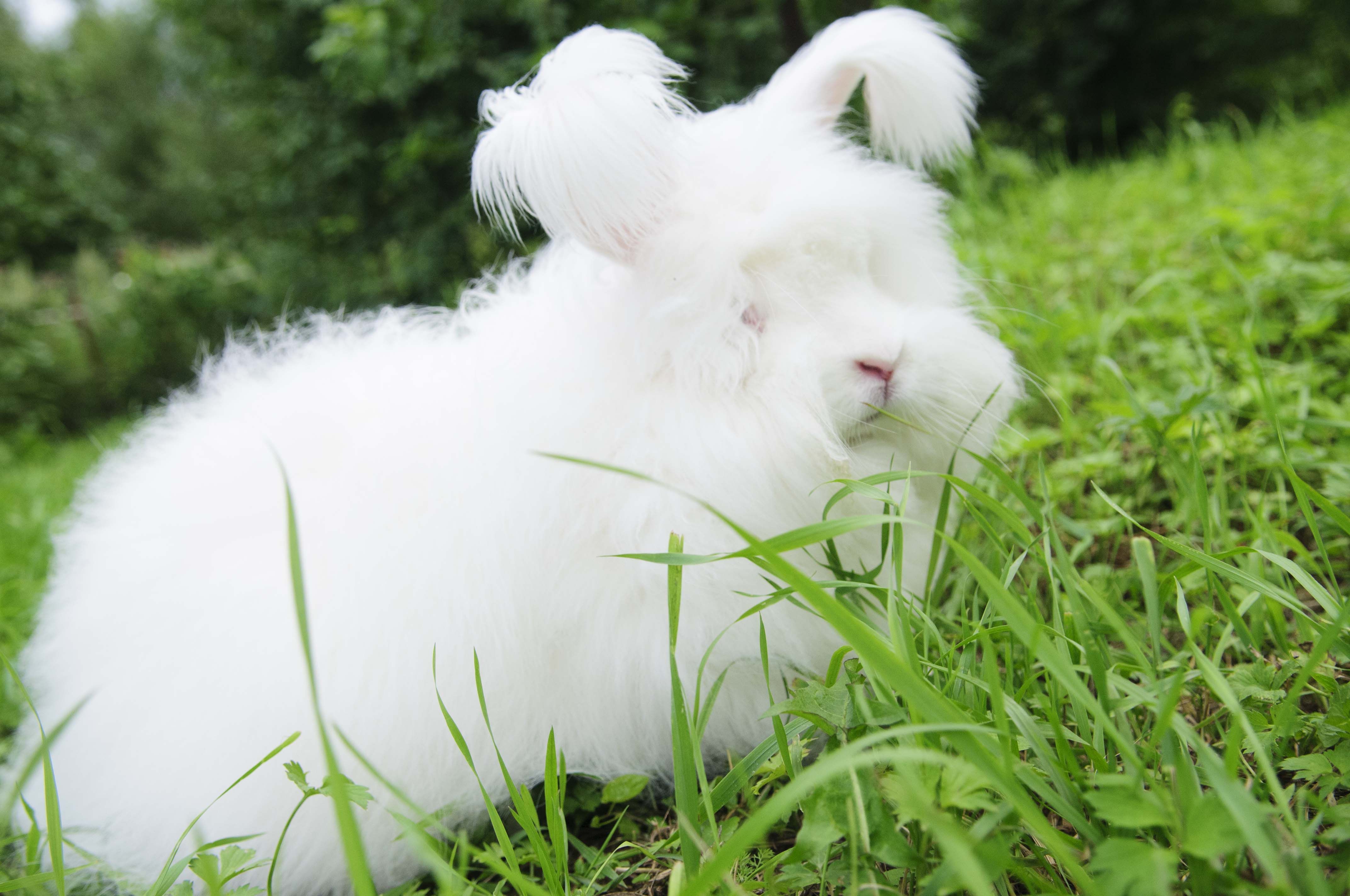 beyaz tüylü Ankara tavşanı