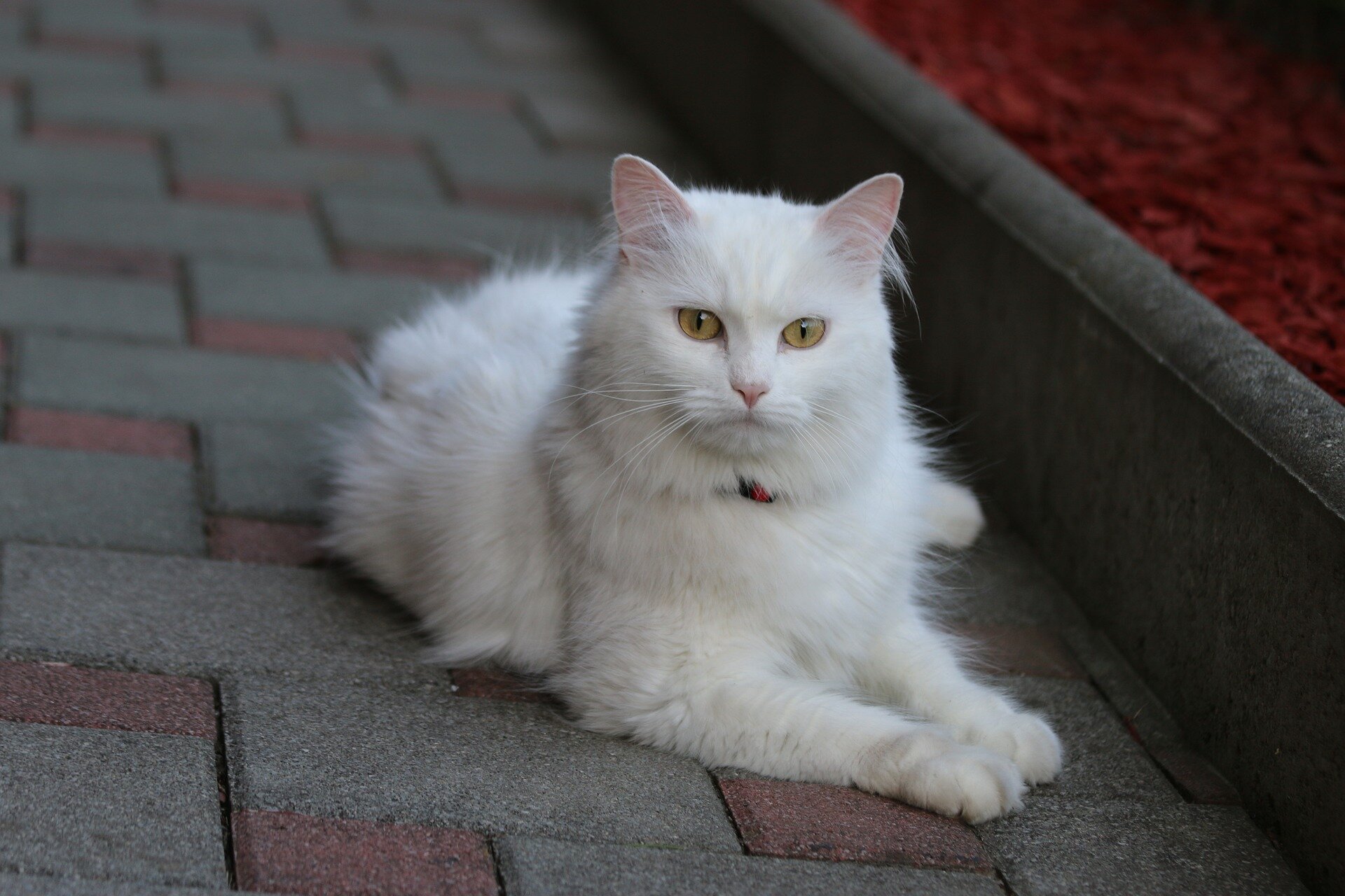 yerde oturan uzun beyaz tüylü kedi