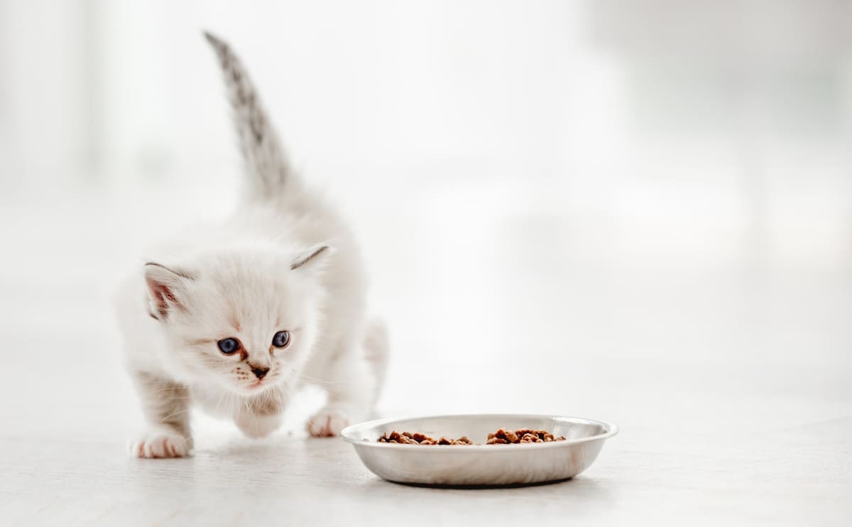 mama tabağına yavaşça yaklaşan yavru kedi