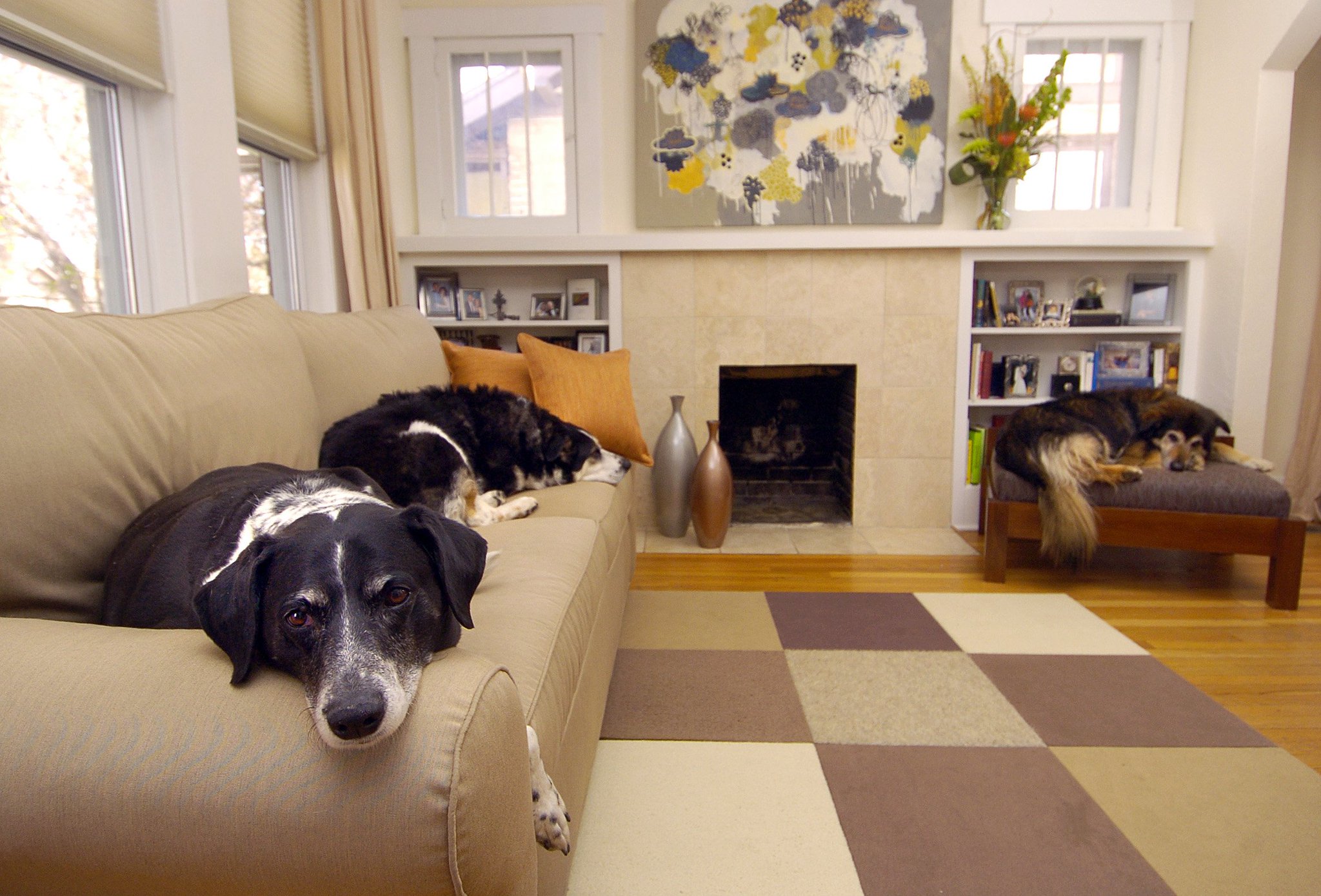 aynı odada koltuklarda yatan üç köpek