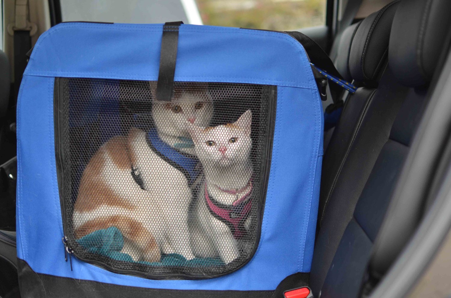 araçta seyahat eden iki kedi