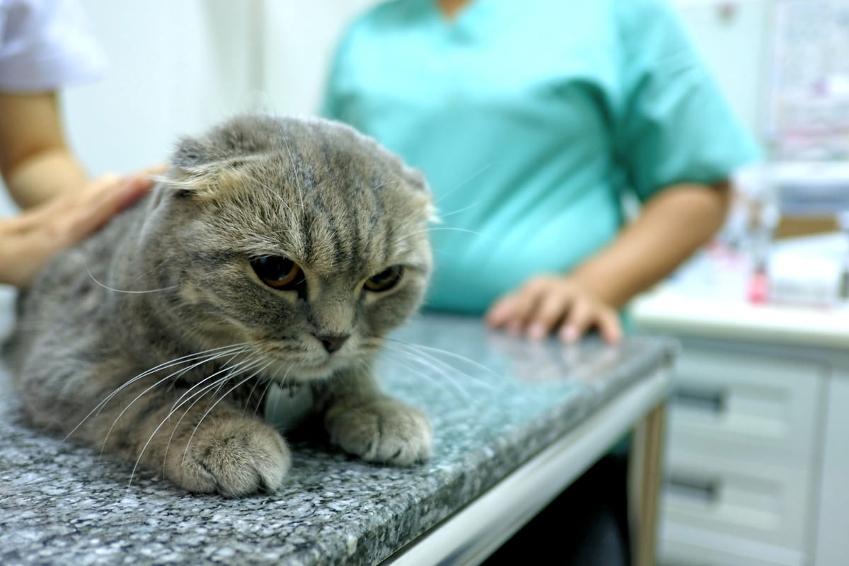 veteriner hekim kontrolünde mutsuz görünen kedi