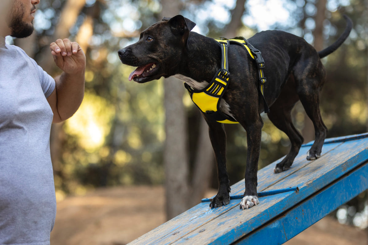 aşağı komutunu öğrenen siyah tüylü köpek