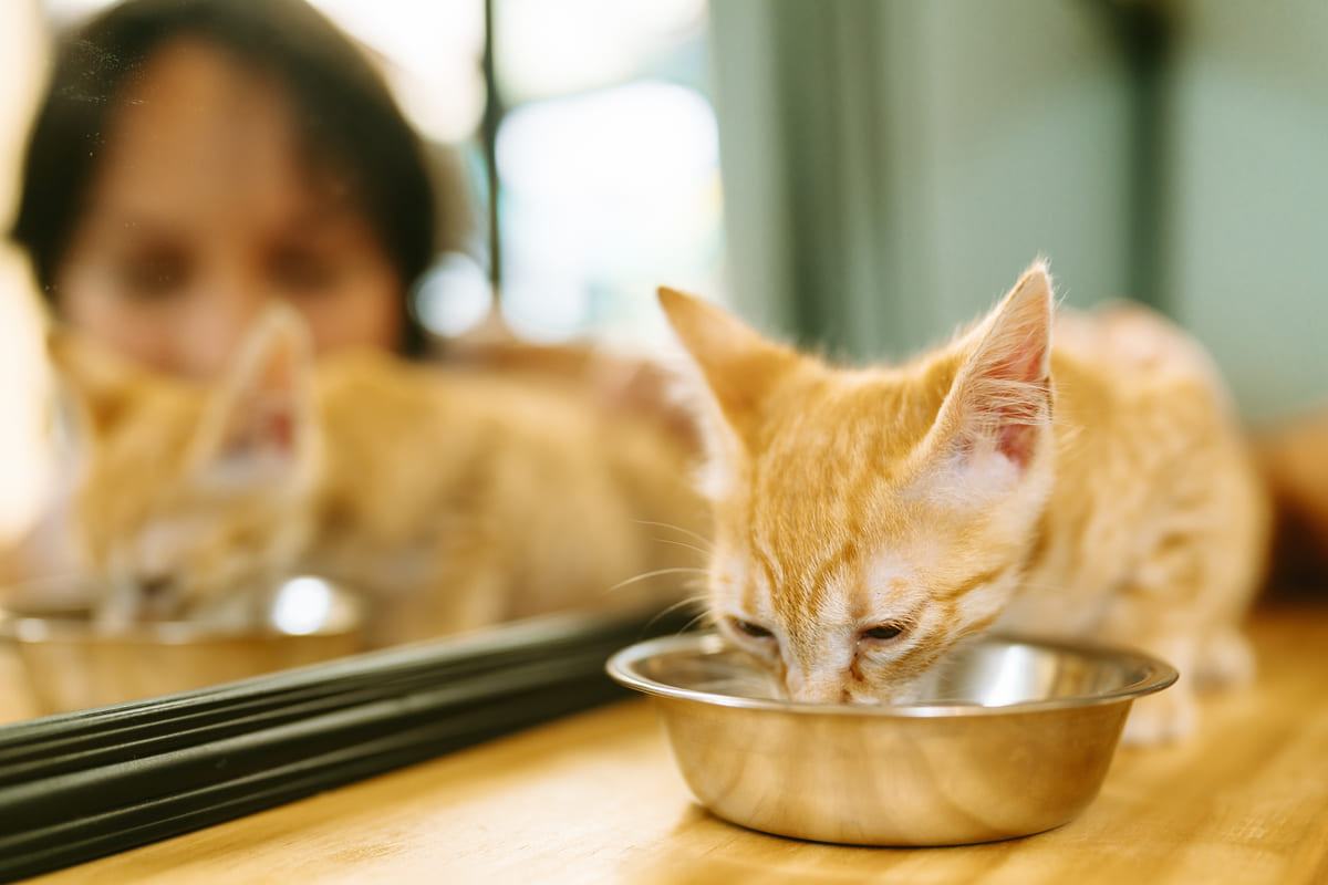 su içen sarman kedi ve onu izleyen kadın