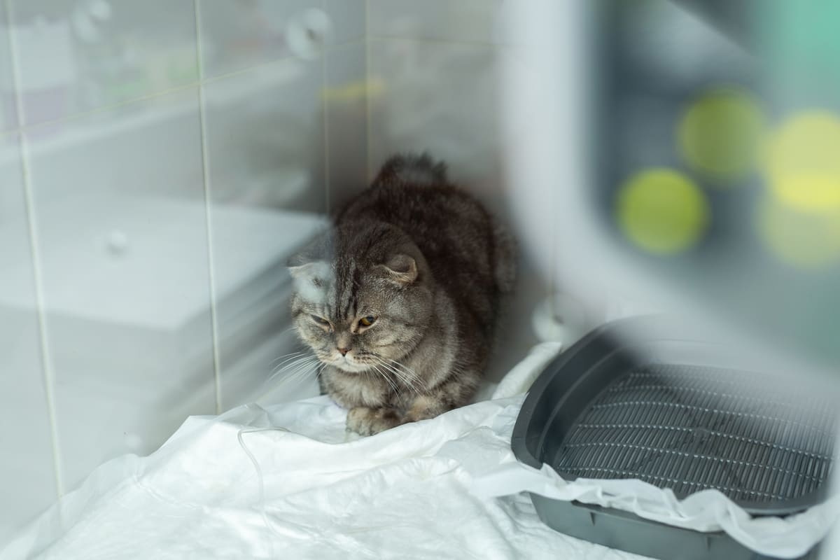 veteriner kliniğinde özel bölmede oturan kedi