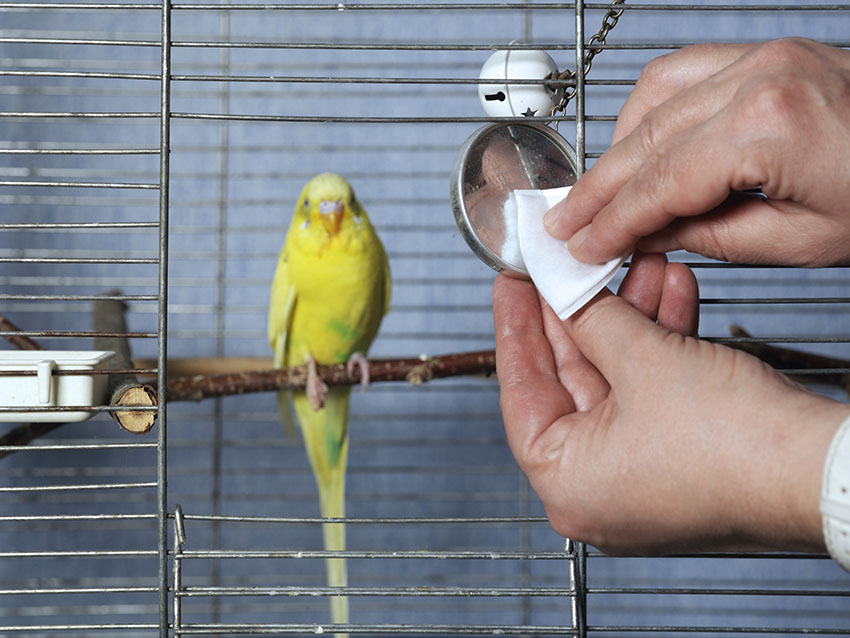 kafesi temizlenirken kafesinde duran muhabbet kuşu