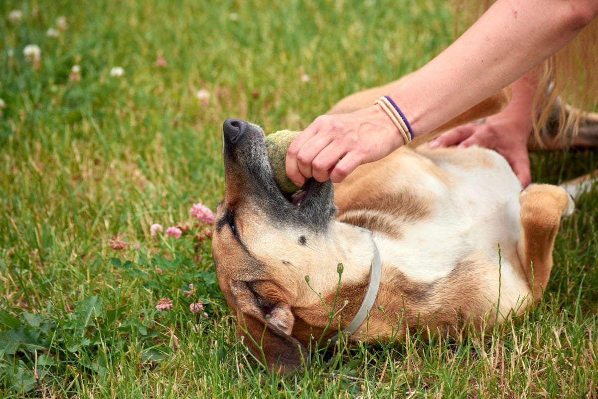çimlerde yatan ve ağzında top tutan köpek