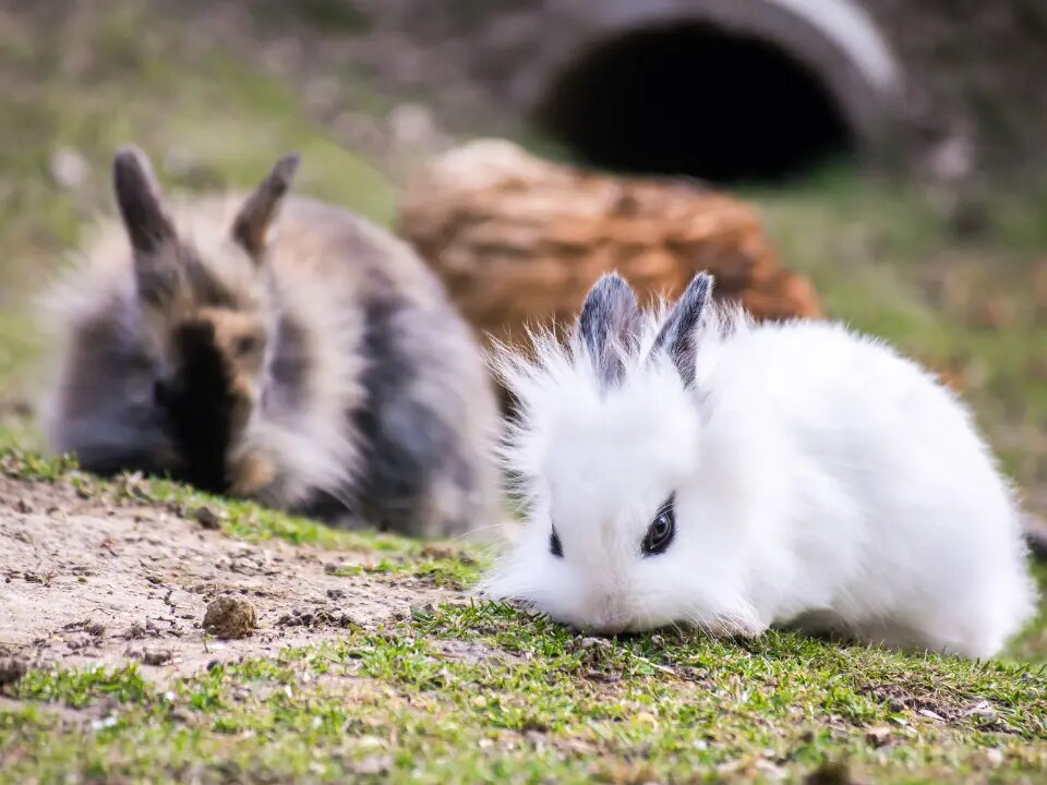 beyaz tüylü aslanbaş tavşanı