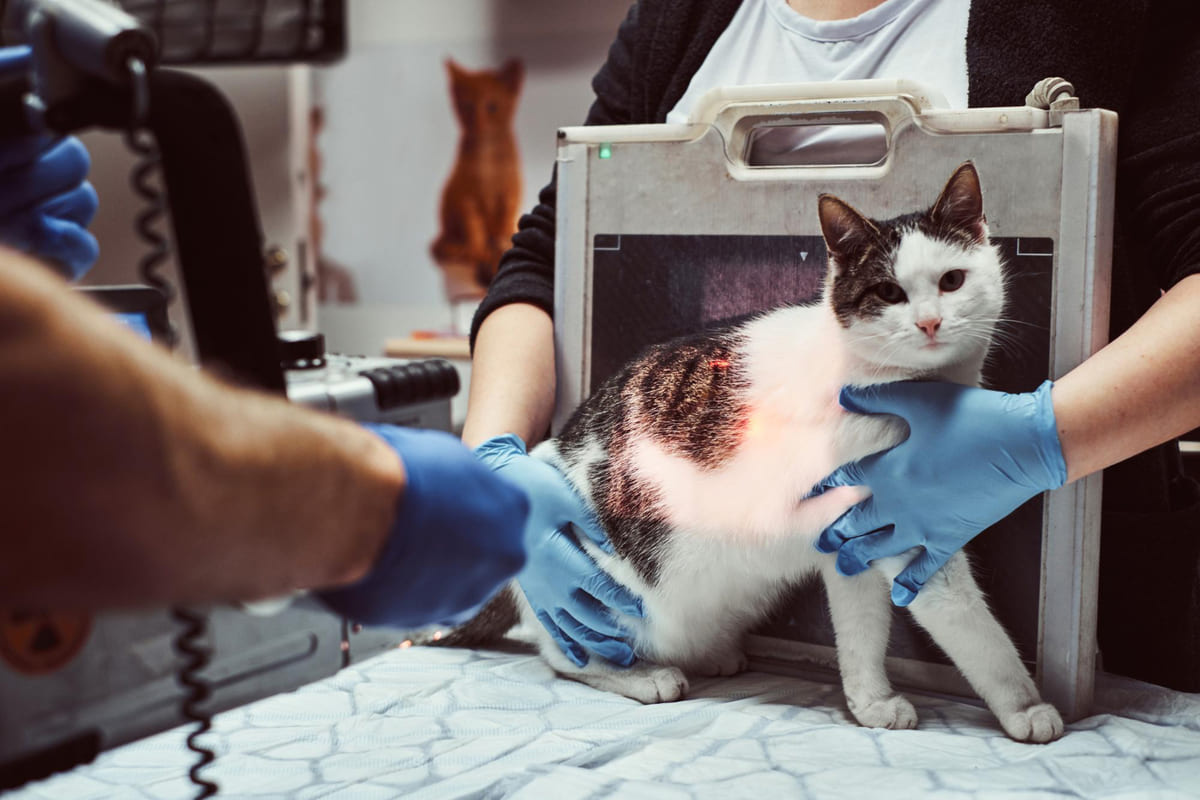 veteriner hekim kontrolünde kedi